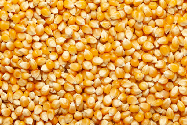 Maize